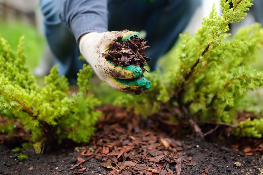 Gardener mulching with pine bark juniper plants in the yard. Seasonal works in the garden. Landscape design. Ornamental shrub juniper.