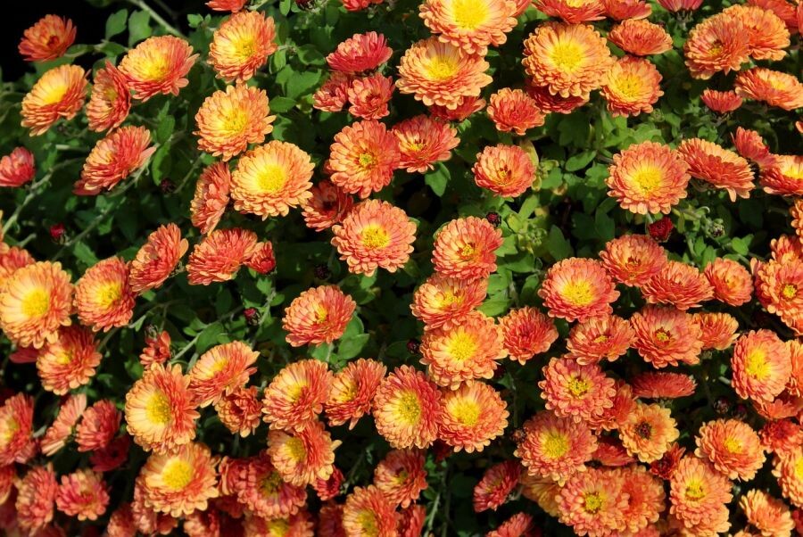 chryzantemy pestovanie 002