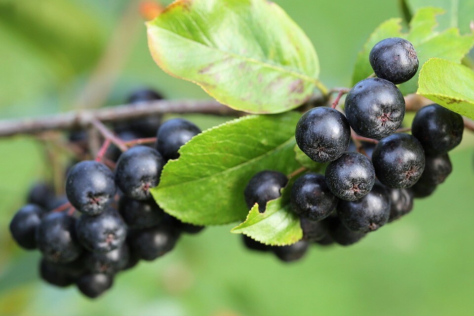 aronia produkty