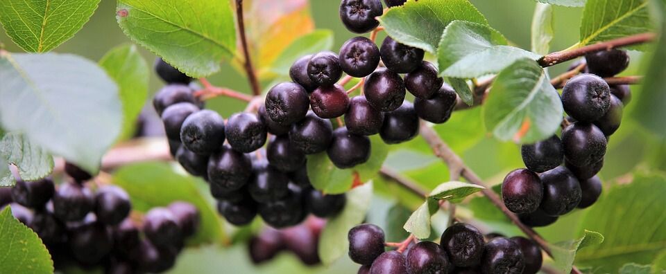 aronia produkty2