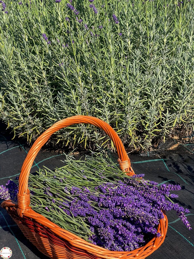 levandula carovna luka
