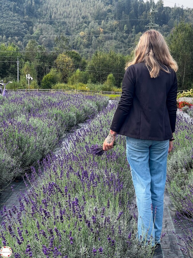 levandula carovna luka