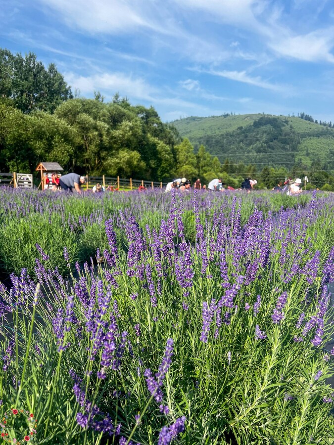 levandula carovna luka