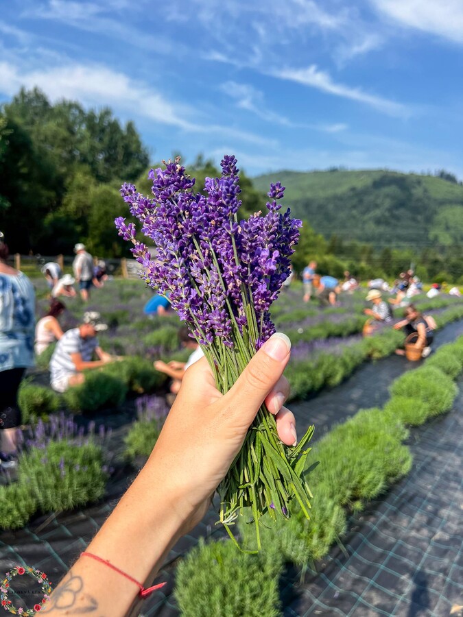 levandula carovna luka