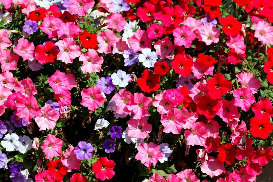 supertunia vista 003