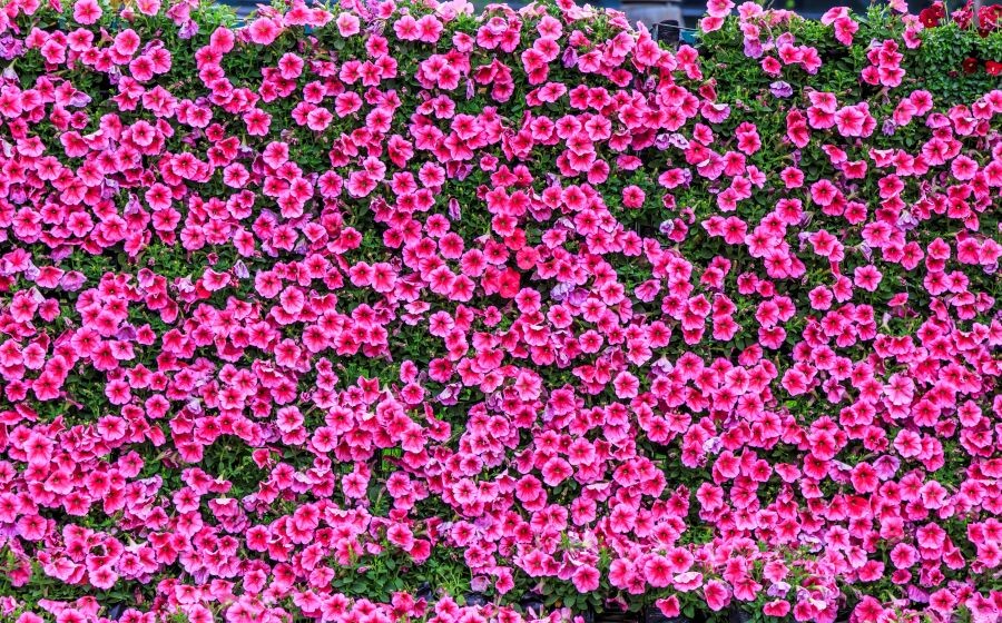 supertunia vista 007