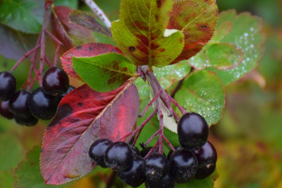 aronia 001