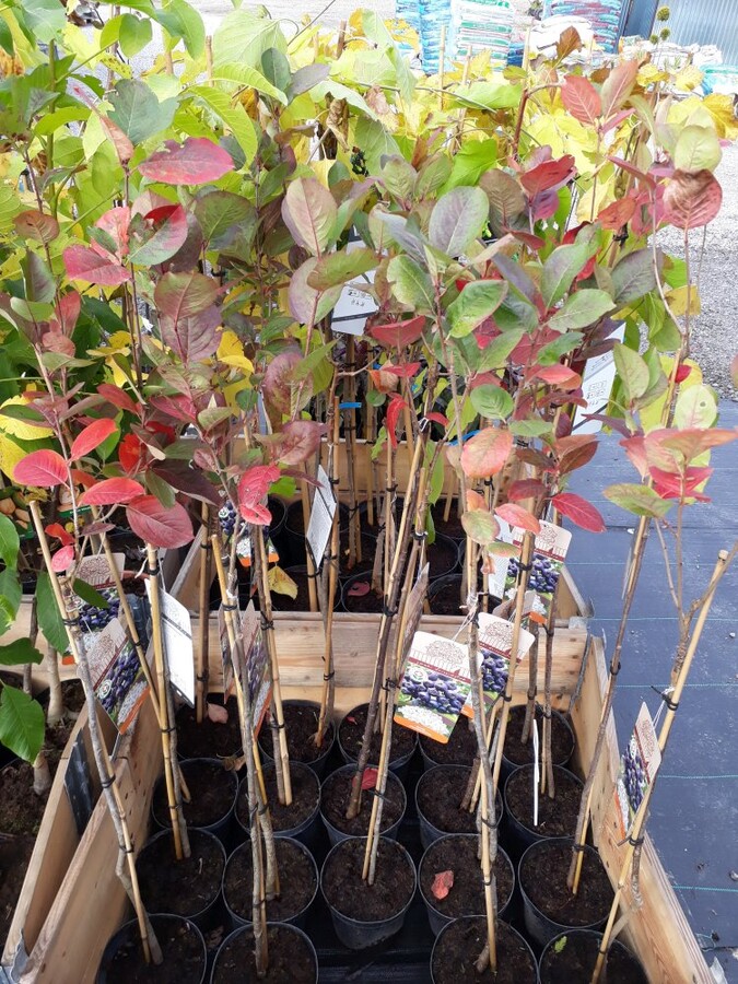 aronia 002