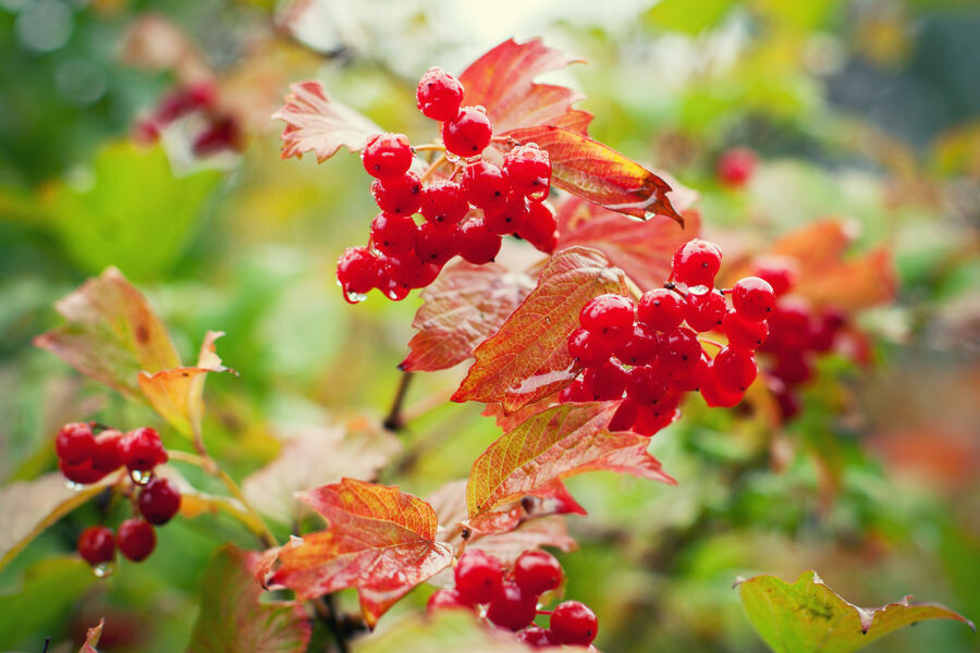 kalina2
