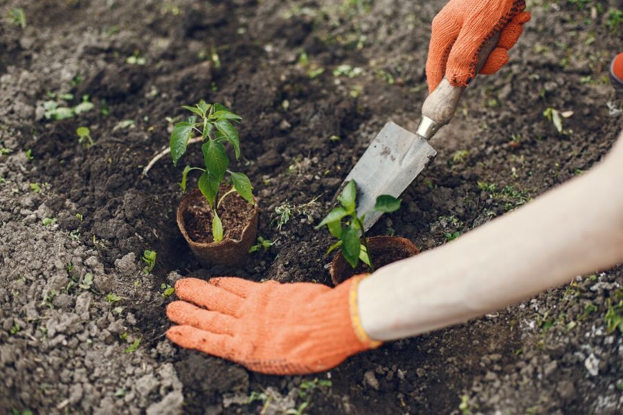 Female hands plant a plant in a new pot. Caring for plants. Garden in the country. Transplanting potted flowers into a larger pot. Hobby for catering