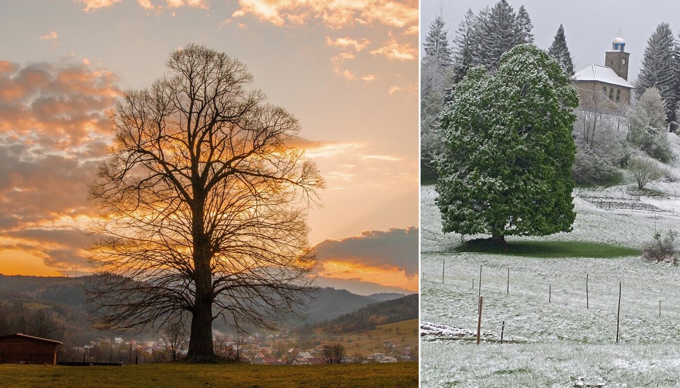 strom na zagrape uvod