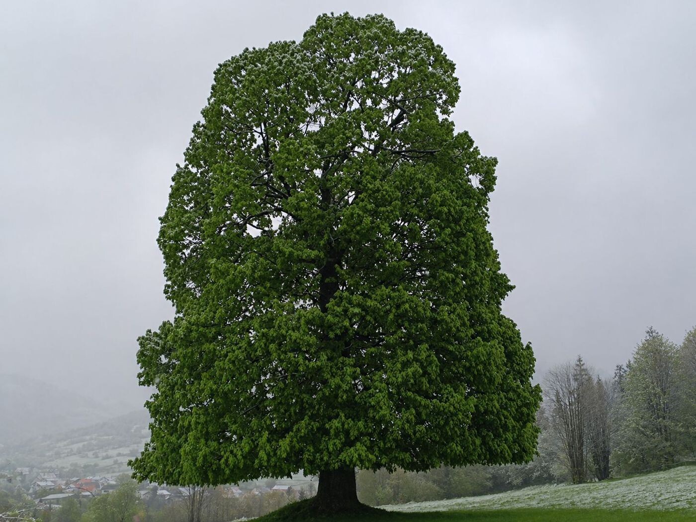 strom na zagrape2