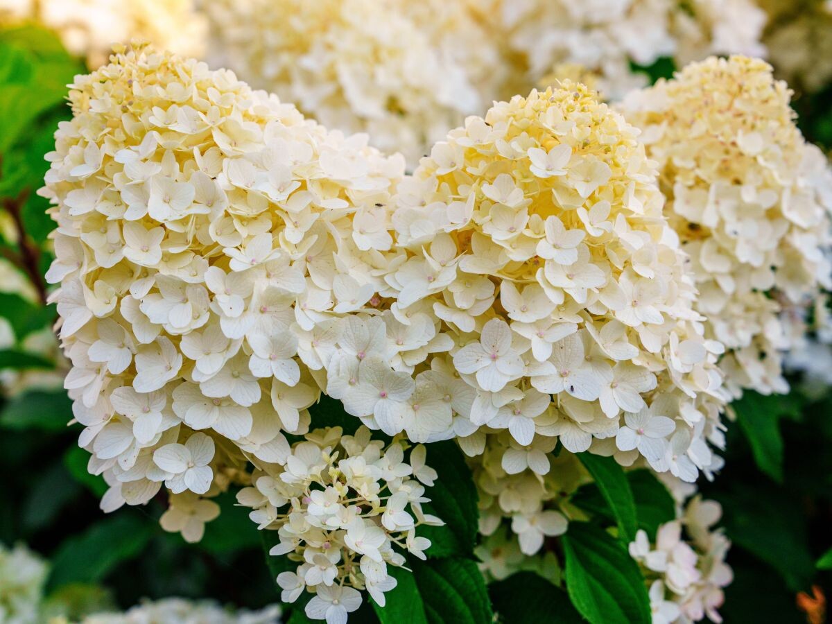 Beautiful Close-Up of Delicate White Hydrangea Flowers Blooming in a Lush Green Garden Background