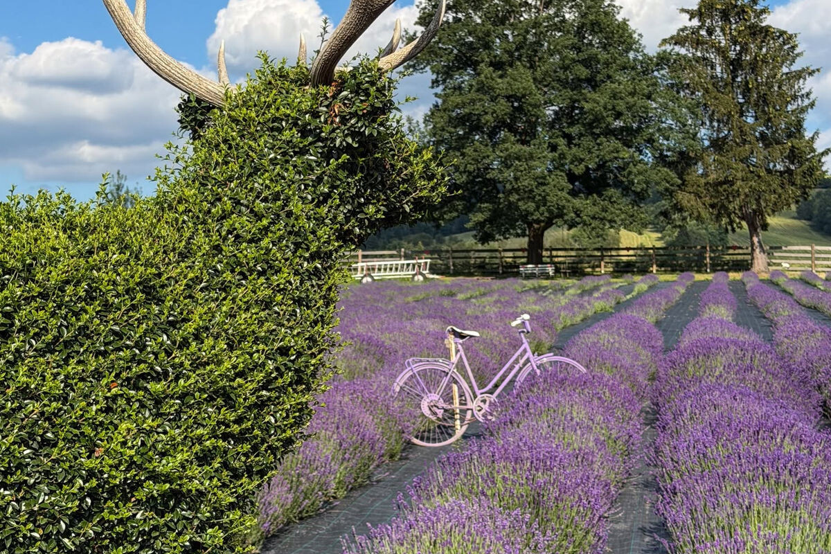 levandula samozber4