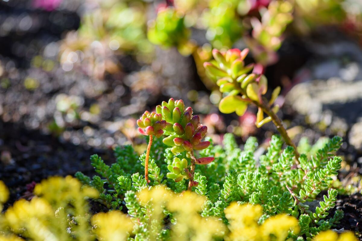 After the rain in the sun in the succulent plant