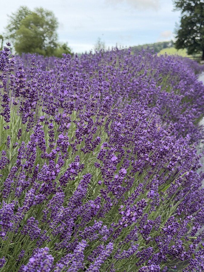 levandula 012