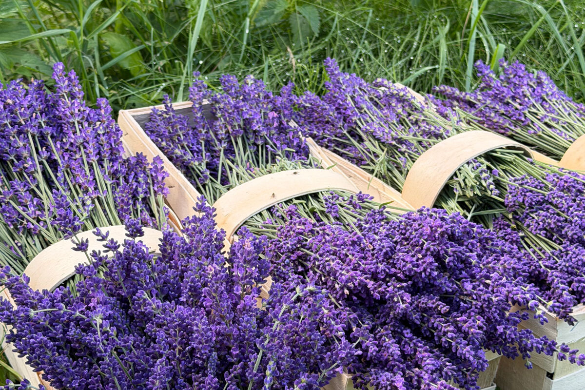 levandula samozber
