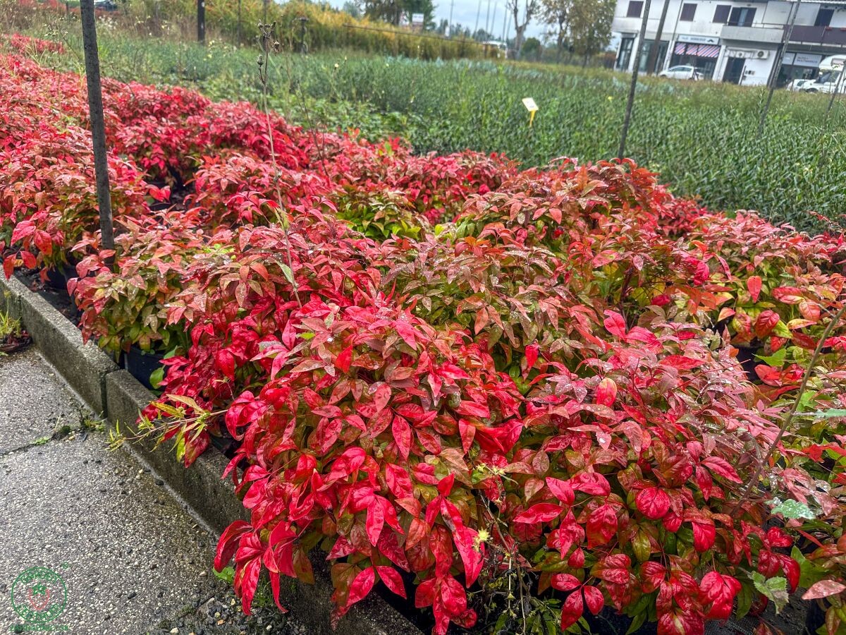 nandina 002