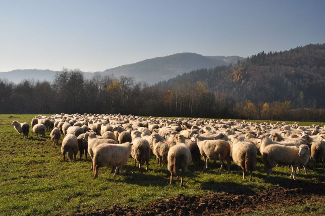 kysuce foto - pasenie ovci