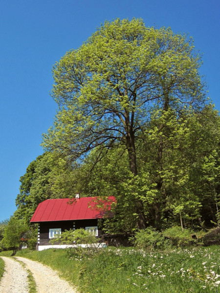 strakovci